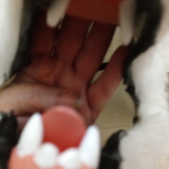 Halloween Costume White Wolf Head Adult Size Mascot - Picture 5 of 5